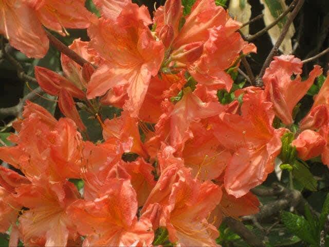 "Passionate orange scenery!" 60 shares of "Rhododendron japonicum" trail "Shinshu hiking" report