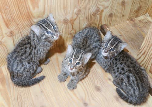 Fishing cat triplets open to the public Toba Aquarium, baby food growing up quickly Mie
