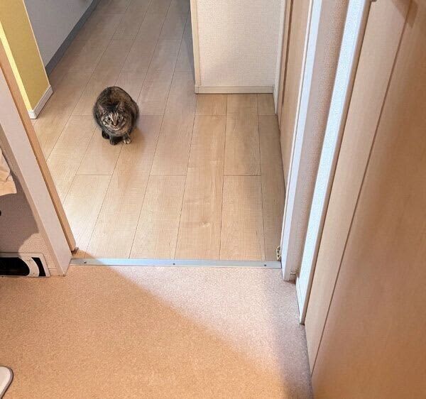 A cat anxiously watches over its owner while drying.