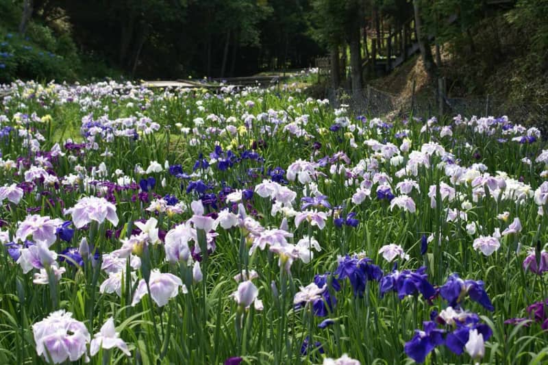 Kumamoto "Amakusa Flower Iris Festival" will be held from 6/3 to 6/11 trees bloom in the rice terraces!Food and product large bazaar and 25 days ...