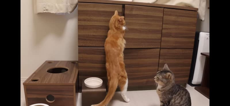 Munchkin cat says "I want to taste it!" What is the result of the strategy to steal the new cat food?