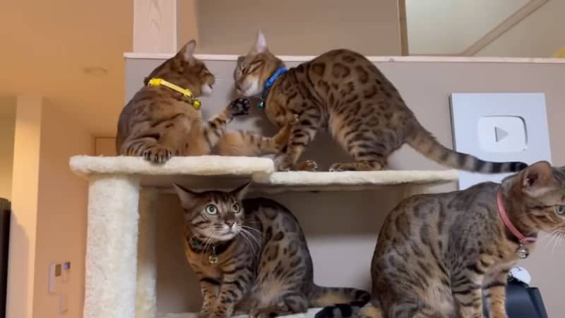 Bengal cat parent and child have a big fight!Pay attention to the actions taken by the cat trying to mediate
