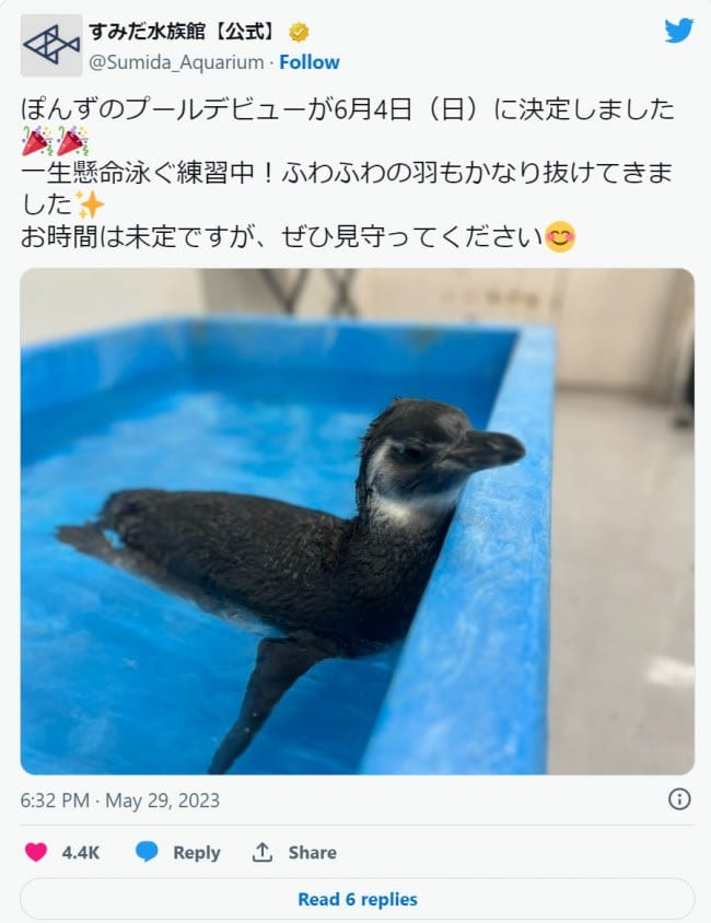 Sumida Aquarium announces baby penguin's pool debut date!Born in March of this year
