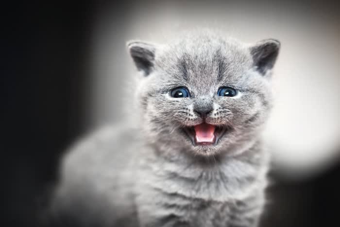 Three actions that cats do when they misunderstand that they may have been abandoned