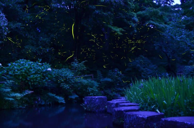 [Ito City, Shizuoka Prefecture] Invited to a fantastic world where fireflies dance!"Firefly viewing party" held at Maruyama Park and Lake Matsukawa