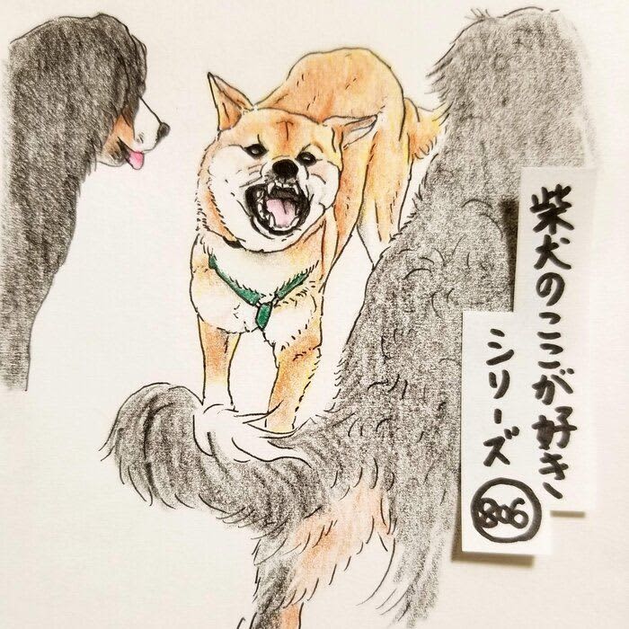 There is a Shiba Inu, no matter how bad it is, it will boldly stand up | Serialization "Dig here, here Shiba" ...
