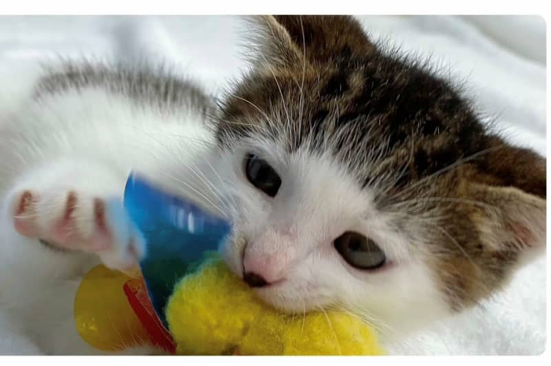 A former rescue cat whose bangs are too cute