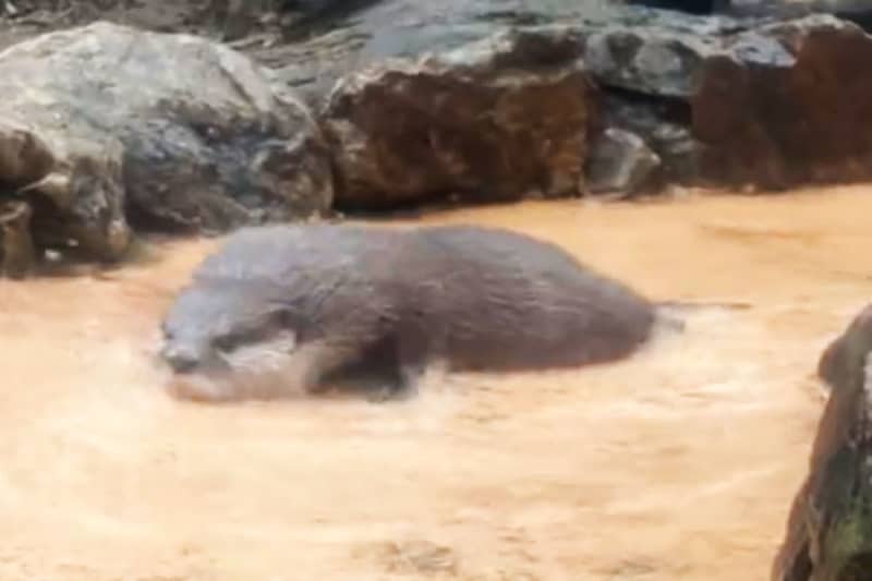 "The otters drifting away" 1.2 people are enthusiastic about the three sisters who cool down while flowing one after another
