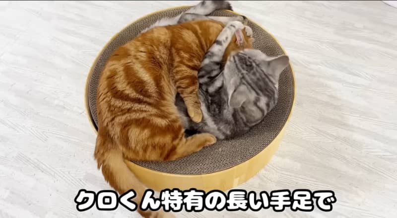 Cat brothers quarrel over a scratching bowl!The behavior of the daddy cat and the sibling cat who came in a hurry is precious ♡