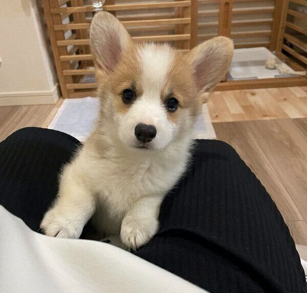 Puppy trying to get on his owner's lap The 'shy appearance' seen on the first day of adoption is so cute...