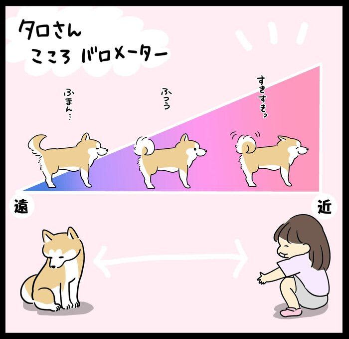 The distance between you and your daughter is a barometer of Shiba Inu Taro's heart!?