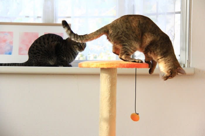 4 “accidents” that can happen at the cat tower!What safety measures should owners take?