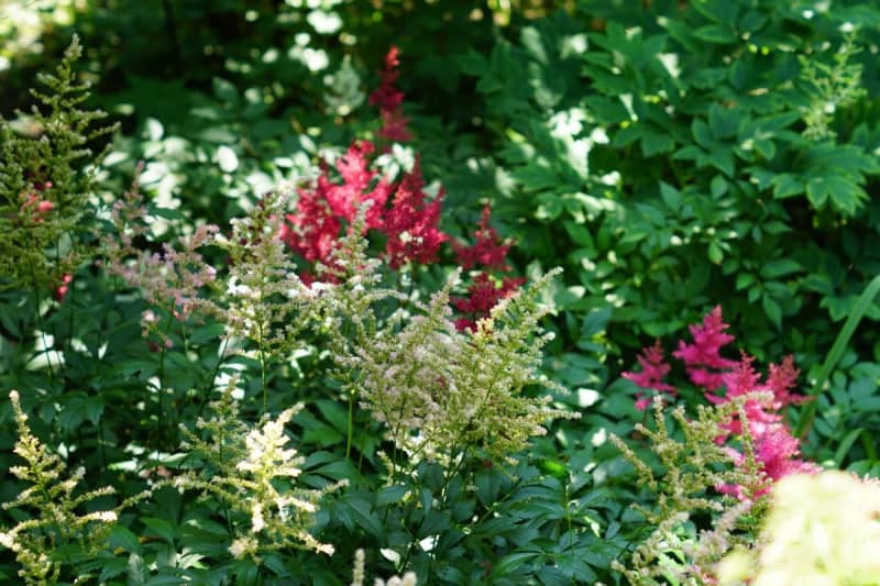 [Gardening] Color the shade garden with "8 selections of perennials and annuals" that bloom in the summer shade!