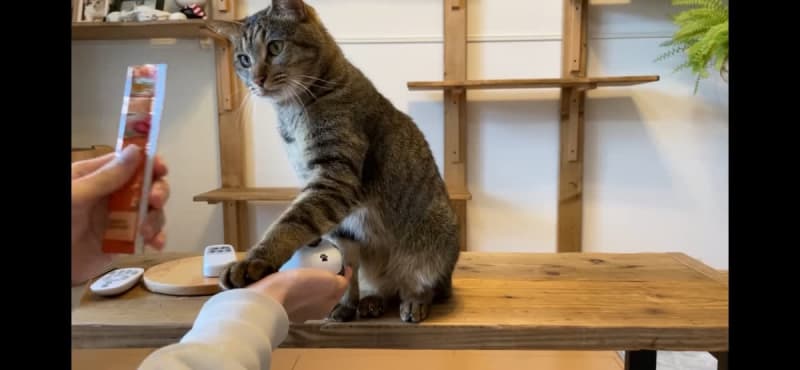 A former rescue cat takes on the “doorbell” challenge!What are the results of training with treats?