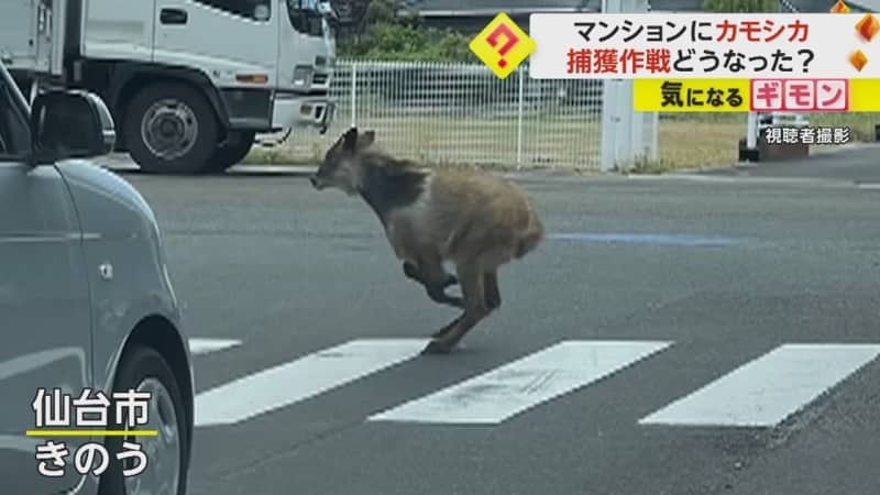 [Capture strategy] A serow that appeared in a residential area Escaped to the apartment bicycle parking lot City officials caught it on the net...