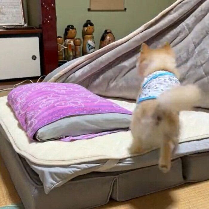 When the owner flips over the futon → The behavior of the dog crawling into the best position is exciting!