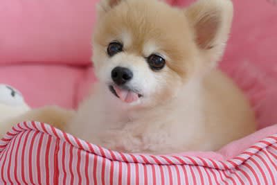 Not just cute! ?6 Reasons Why Dogs Stick Their Tongues Out