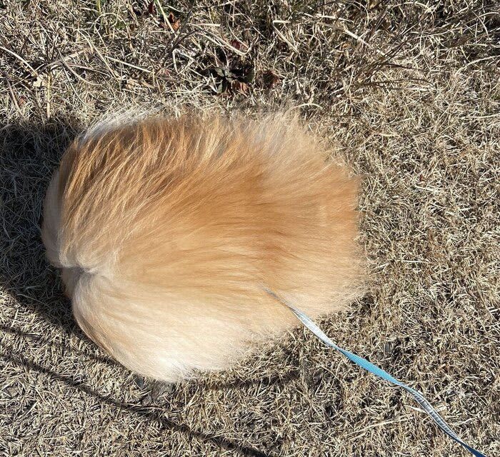 3 Pomeranians taking a walk In a strong wind, "I don't know if it's a dog or a pill"! ?