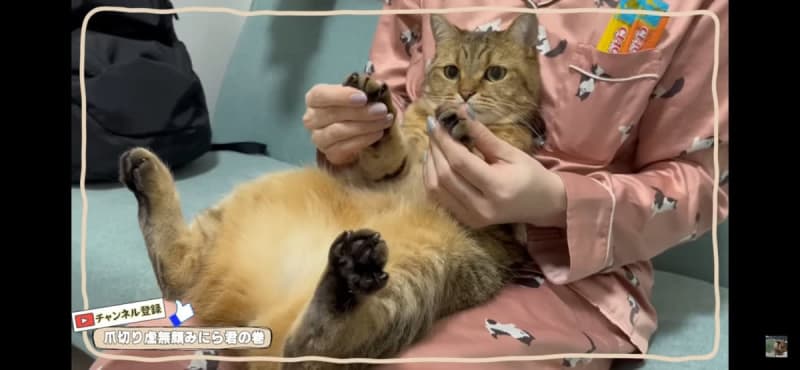 [Cat's nail clipping success technique] Minuet cat being nail clipped.What is the ingenuity that the owner tried?