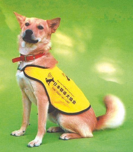 Mikan-chan, the “miracle dog” who proved that even a Japanese rescue dog can become a hearing dog.