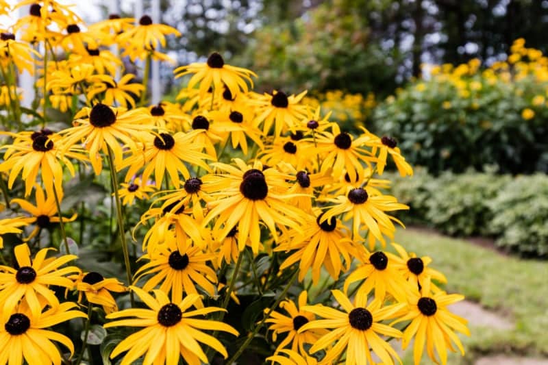 [Gardening] 8 selections of "perennials & annuals" that can withstand the heat!Brighten up your entryway or garden in summer