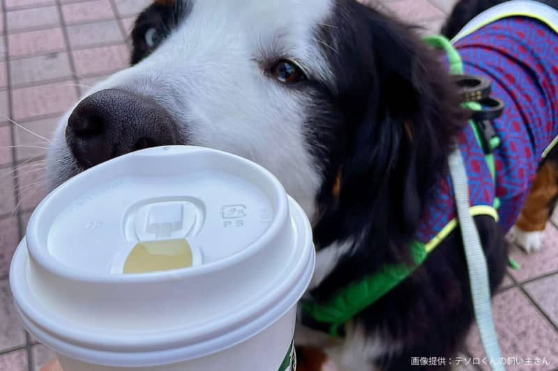 A tragedy caused by a pet dog at a Starbucks store.