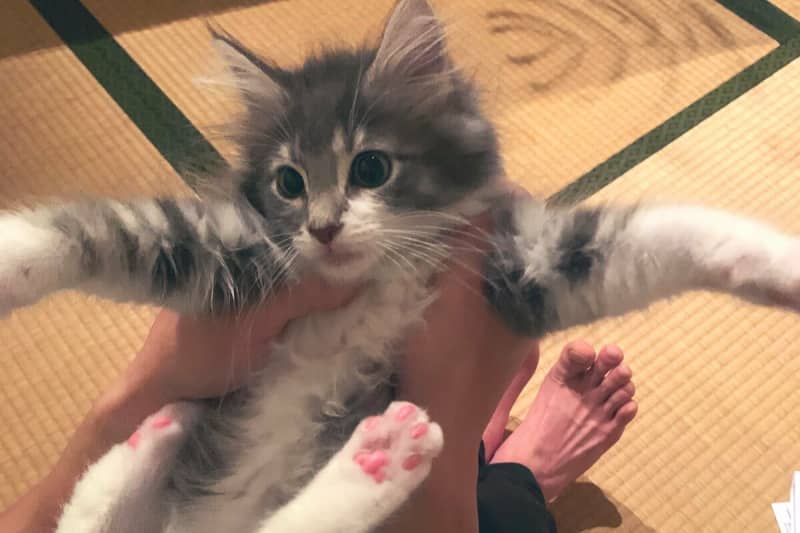 I just wanted to capture the growth of the cat, but I burst out laughing at the sharp finish of the cat