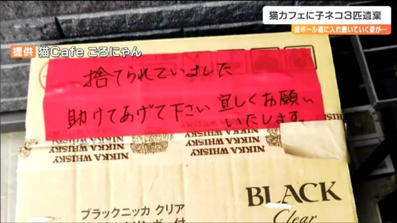 「助けてあげて下さい」ネコカフェに段ボール入り″子猫”置き去り「保護してほしい」と思ってもこれ…
