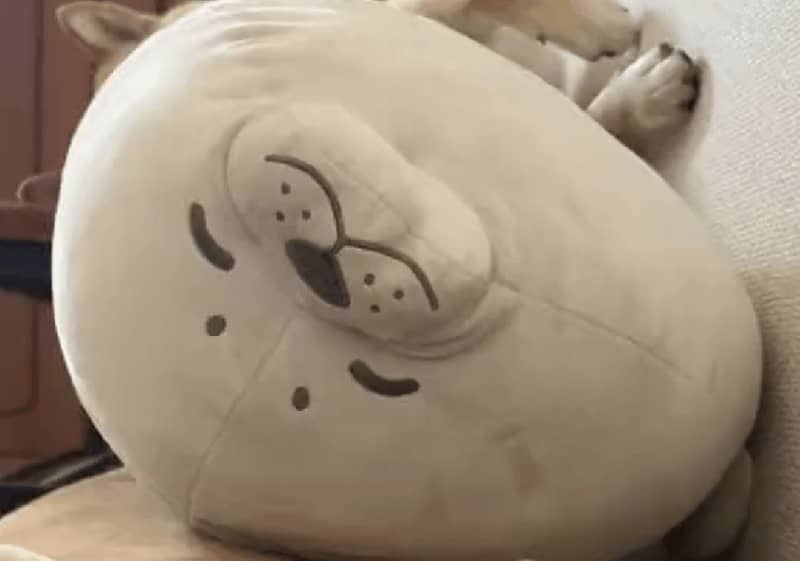 A dog taking a nap has the same face as a stuffed toy