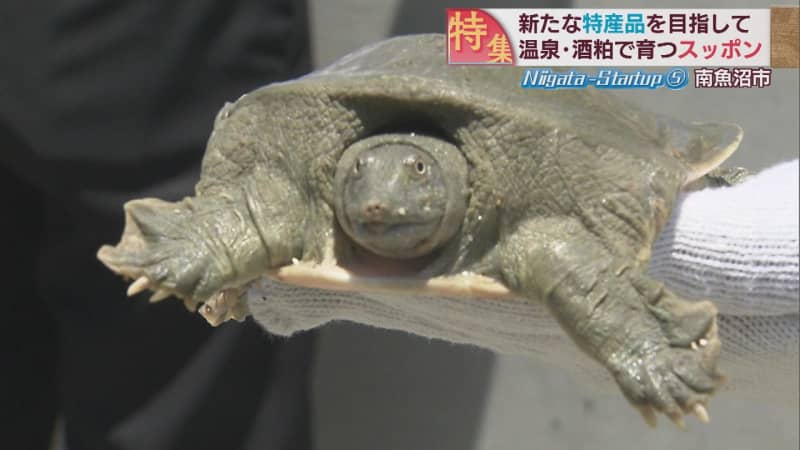 Soft-shelled turtles as a new special product Startup by young entrepreneurs who grow them with local hot springs and sake lees