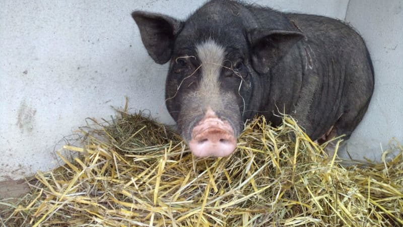 A police officer is raising a "pig" lost item with cat food, but there is no pig farm nearby, is it a pet?
