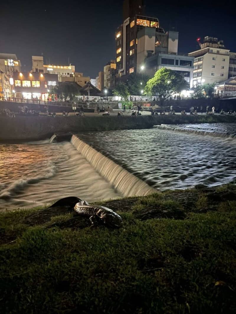"Giant salamander" appears right next to the downtown area Twitter is also noisy ... Kyoto city "has normally inhabited"