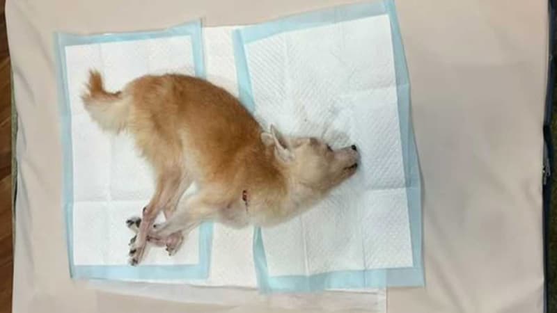 Developed an air mat to prevent bedsores in dogs Joint research with Hivics and Gifu University Animal Hospital