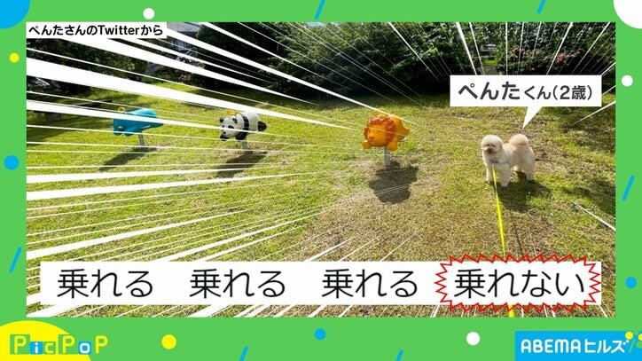 I was almost deceived!! With an "exquisite sense of distance", dogs lined up on playground equipment in the park "want to be the first to ride fluffy", "one-chan ...