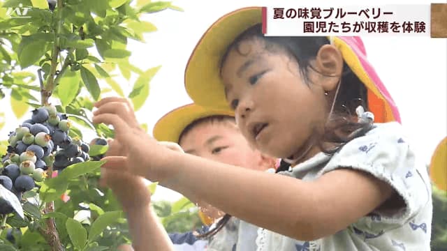 Blueberry picking experience for kindergarteners in season [Iwate]