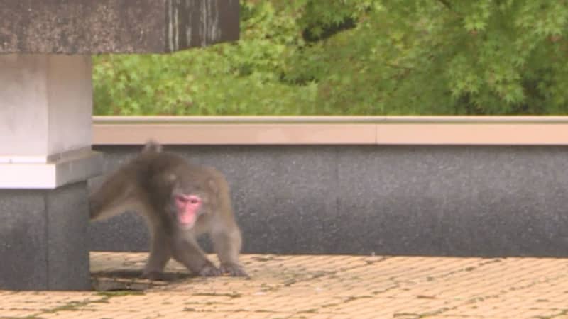 Watch out for cameras and play with your hands... Monkeys appear on the veranda of the Yamaguchi Prefectural Assembly Building