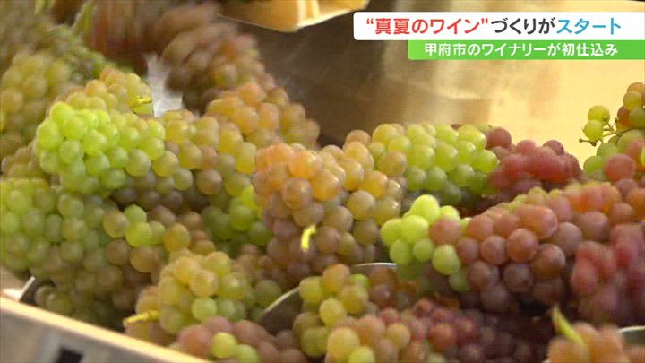 "Keep it cool in the hot summer" Midsummer wine preparation work begins Yamanashi