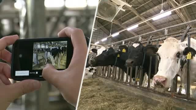 Heavy work with a weight scale... Easily measure the weight of dairy cows with a smartphone app!Seeking donations for commercialization