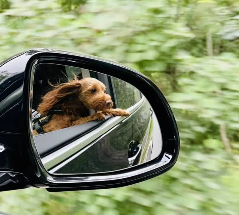 ``Hotels where you can stay with pets'' are becoming more popular, booking more than 6% in China
