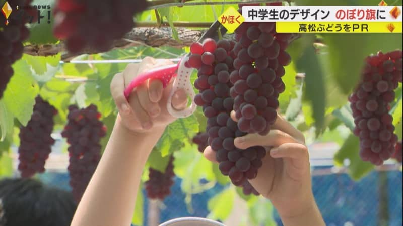 Designs by junior high school students to increase sales...PR for making 100 flags made of "Takamatsu Grape", a specialty of Kahoku City, Ishikawa