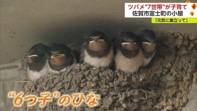 Swallows of “7 households” raising children in a warehouse “My greatest wish is for them to leave the nest and come back next year” [Saga Prefecture]