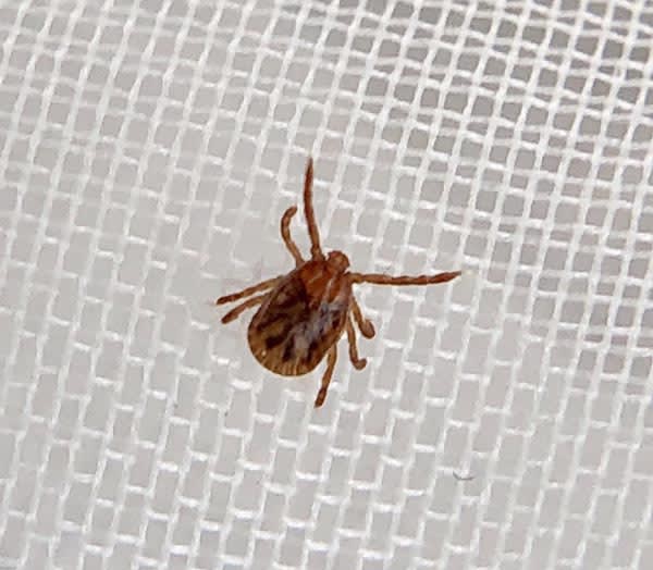 "Japanese spotted fever" is infected by being bitten by a tick...In recent years, it has been increasing since before summer