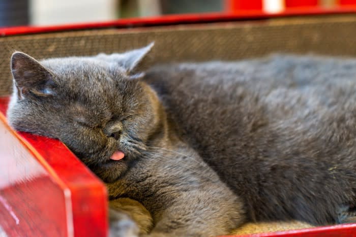 Why is the cat's "tongue" sticking out? 3 Reasons and Dangerous Cases