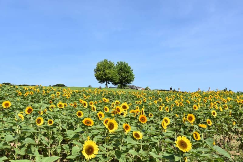 Hyogo "Awaji Hana Sajiki" about 25 sunflowers are in full bloom until the end of August!The contrast between the sea and the sky is attractive