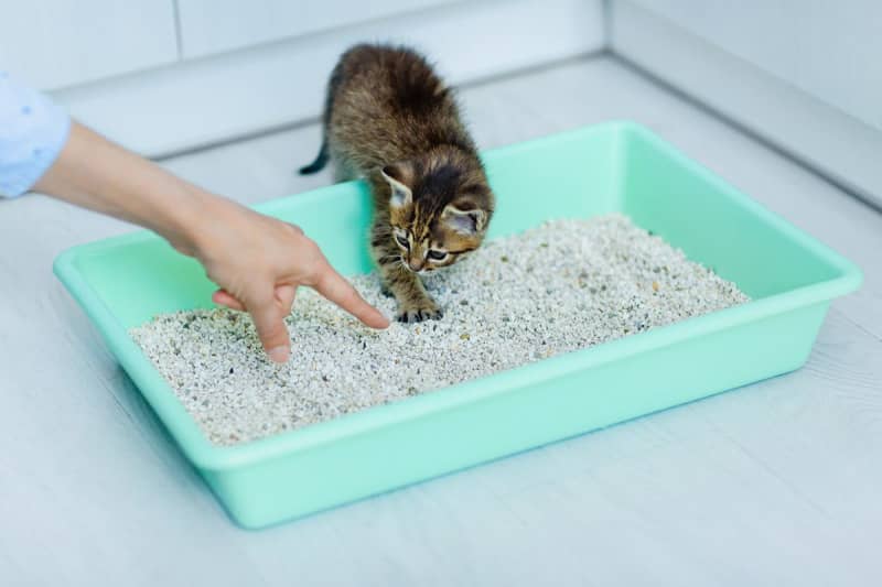 Why do cats eat cat litter?Introducing measures to stop and