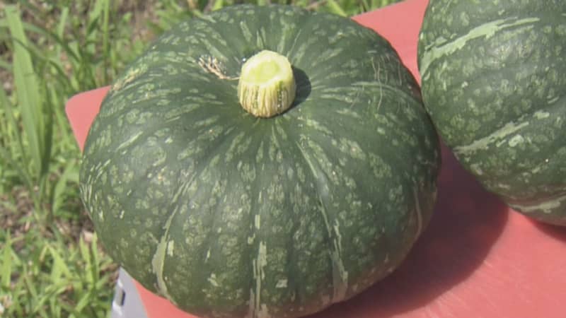 A sweet and sticky texture that goes well with any dish Harvest work for the summer taste "Ebisu Pumpkin" is at its peak XNUMX…
