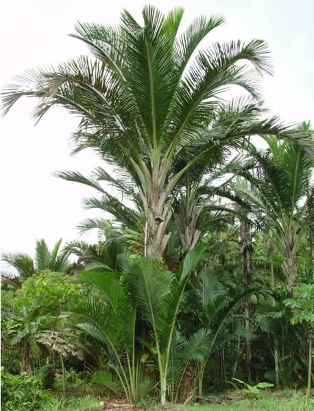What is amazing about the sago palm, which is attracting attention in the food industry?