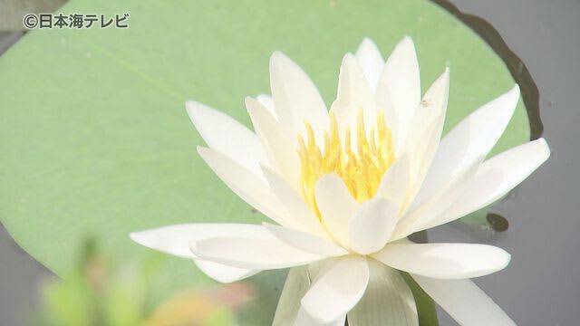 “強い生命力”　真っ白なスイレンが見頃　去年掃除のためにやむを得ず根を除去するも…　鳥取県鳥取市