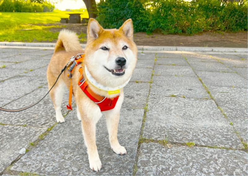 犬の夏散歩の救世主！28℃で凍る犬用クールリング【SUO RING】反応をレポート