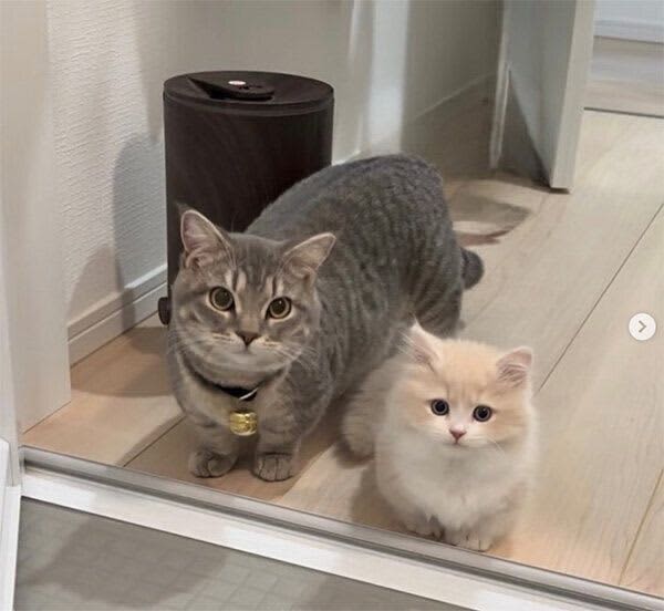 Two cats staring side by side while their owner is taking a bath.The sight of the big brother cat "bringing his henchmen" makes me excited